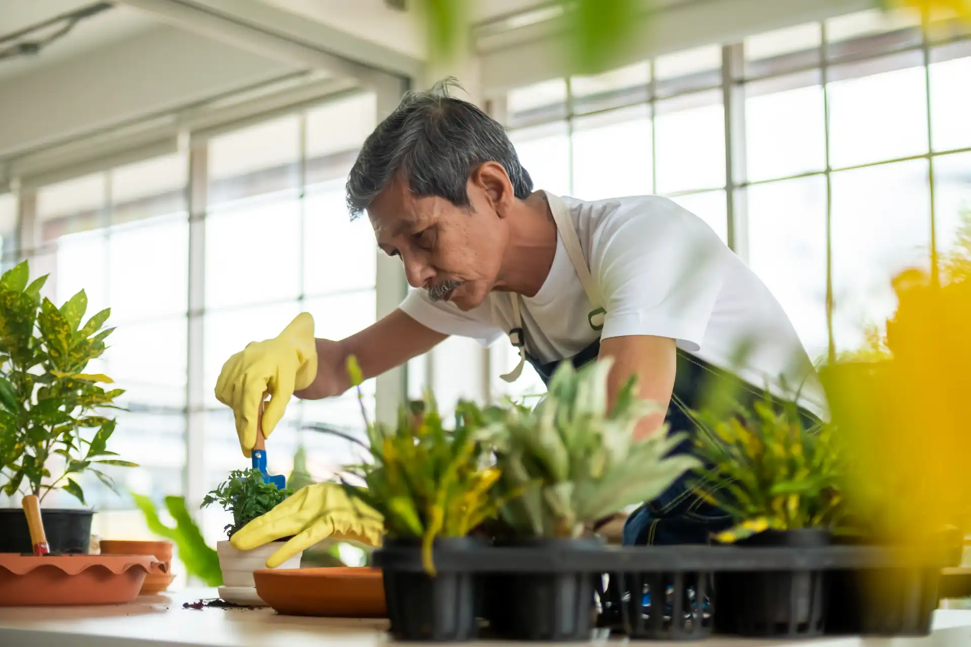 senior garden man taking care of indoor plants in dubai